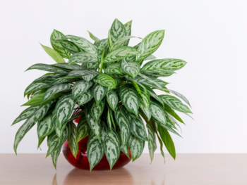 Pothos